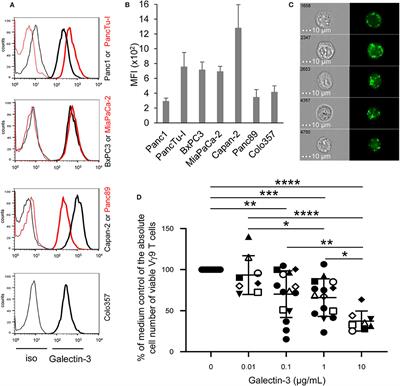 Galectin-3 Released by Pancreatic Ductal Adenocarcinoma Suppresses γδ T Cell Proliferation but Not Their Cytotoxicity